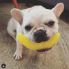 *SPUNKY PUP Treat Dispensing Banana