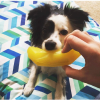*SPUNKY PUP Treat Dispensing Banana