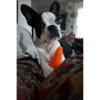 *SPUNKY PUP Treat Dispensing Carrot