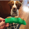 *SPUNKY PUP Treat Dispensing Green Bean