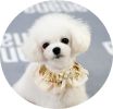 Adjustable Pet Collar With Gold Sequin Princess Dog Collar 9-18 inches