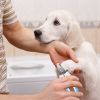 Dog Nail Clippers Pet Nail Toe Trimmer Stainless Steel Grooming Tool Free Nail File Small Medium Large Dogs